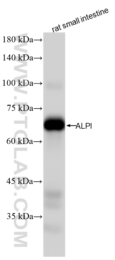 WB analysis of rat small intestine using 86505-1-RR