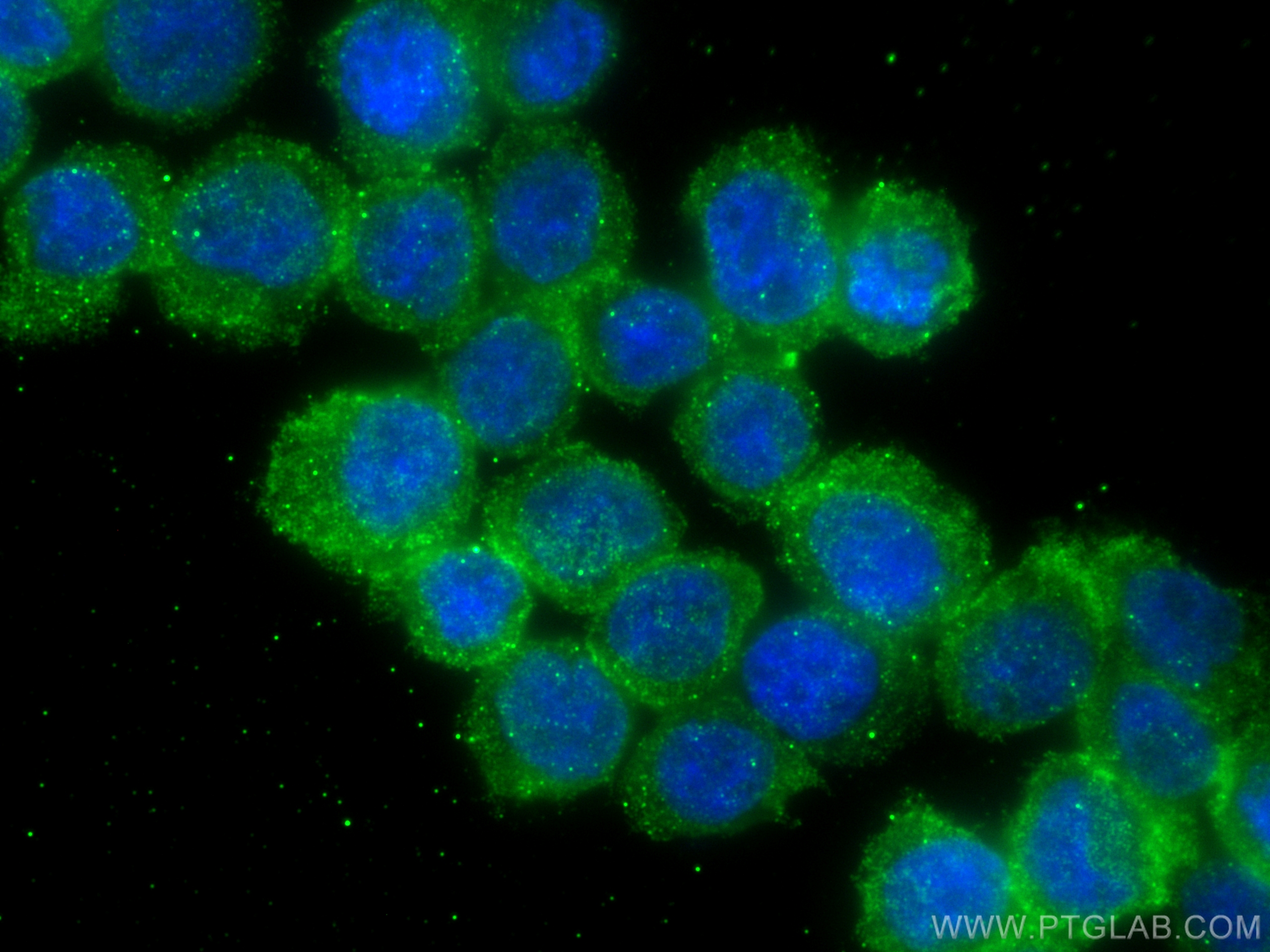 IF Staining of THP-1 using 67689-1-Ig