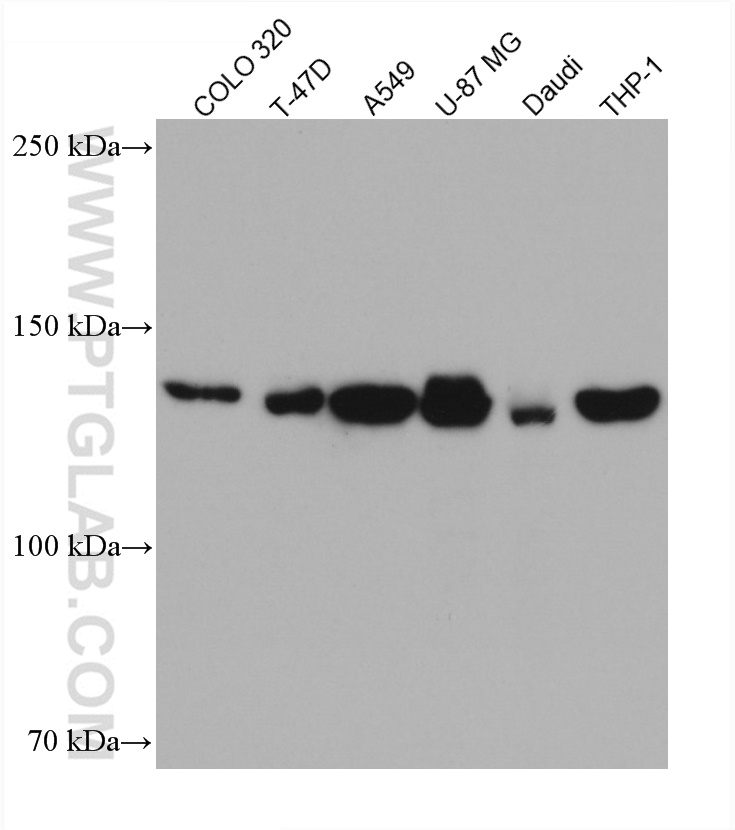 WB analysis using 67689-1-Ig