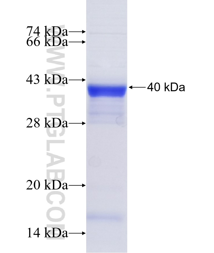 ALPL fusion protein Ag33678 SDS-PAGE