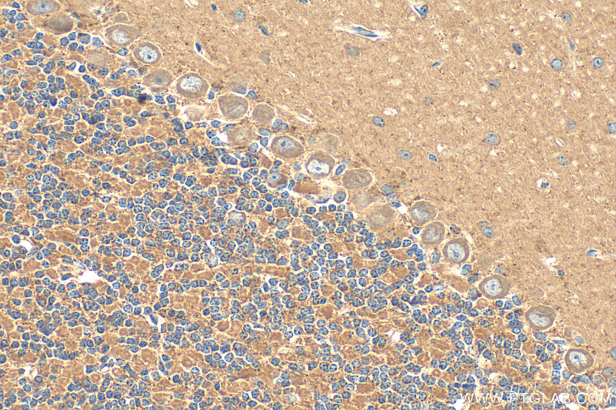 IHC staining of mouse cerebellum using 13998-1-AP
