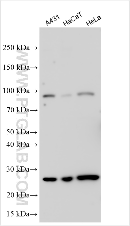 Various lysates were subjected to SDS PAGE followed by western blot with 32937-1-AP (ALS2CL antibody) at dilution of 1:4000 incubated at room temperature for 1.5 hours. WB analysis using 32937-1-AP