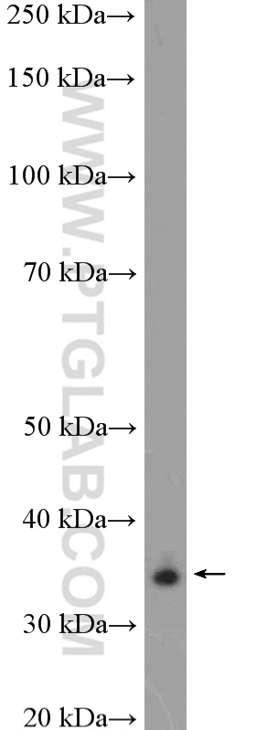 WB analysis of mouse embryo using 16372-1-AP