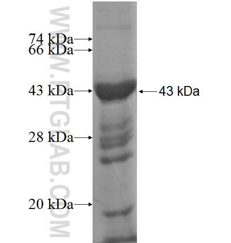 ALX1 fusion protein Ag9220 SDS-PAGE ALX1 fusion protein Ag9220 SDS-PAGE