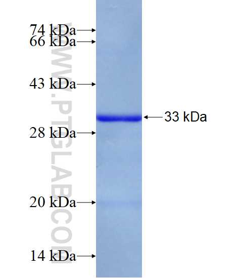 ALY fusion protein Ag10044 SDS-PAGE