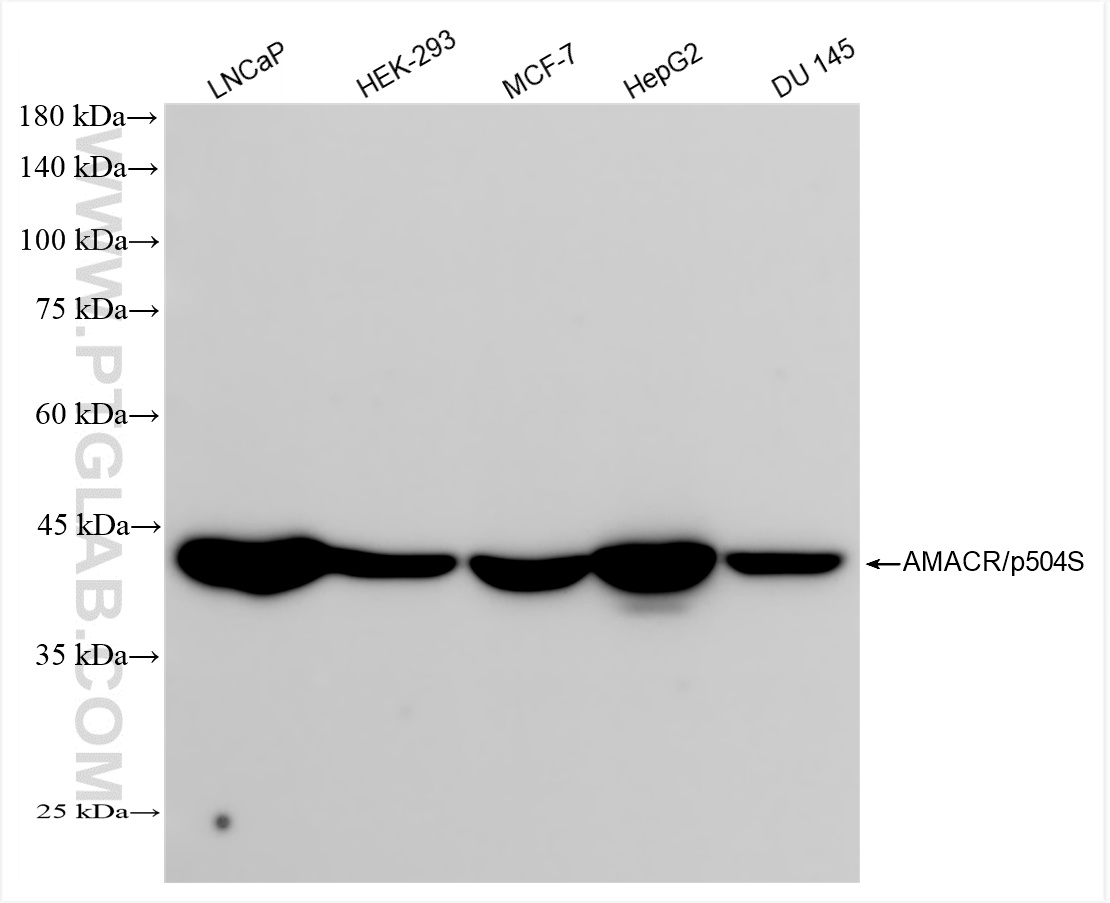 WB analysis using 84891-2-RR (same clone as 84891-2-PBS)