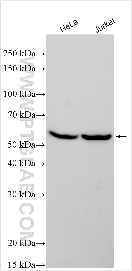 WB analysis using 26501-1-AP