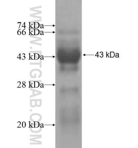 AMBRA1 fusion protein Ag4735 SDS-PAGE