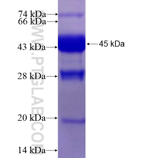 AMELX fusion protein Ag12430 SDS-PAGE