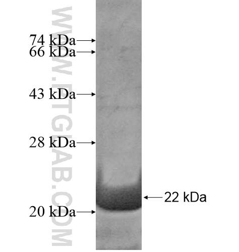 AMELY fusion protein Ag12614 SDS-PAGE