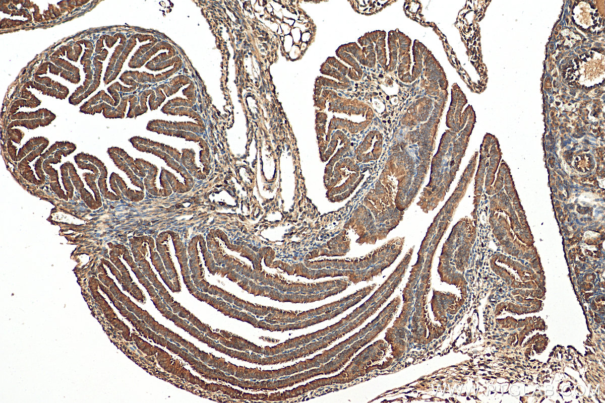 IHC staining of mouse ovary using 16675-1-AP
