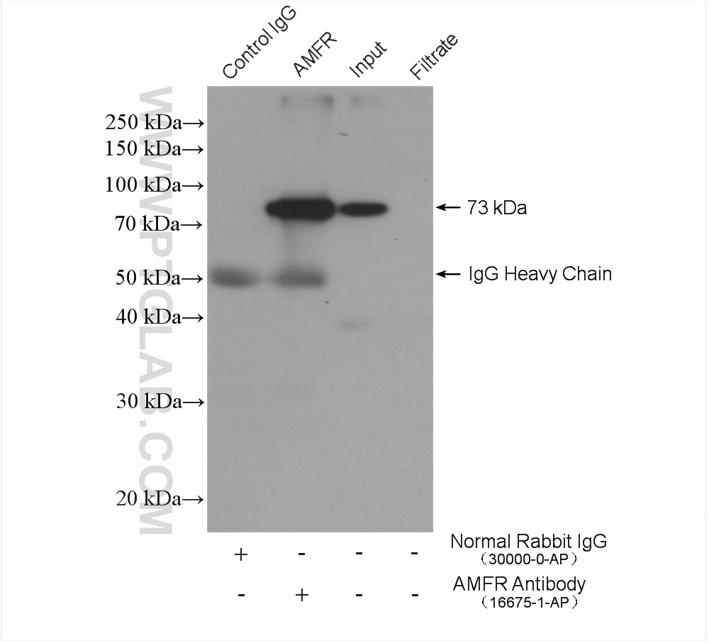 IP experiment of MCF-7 using 16675-1-AP