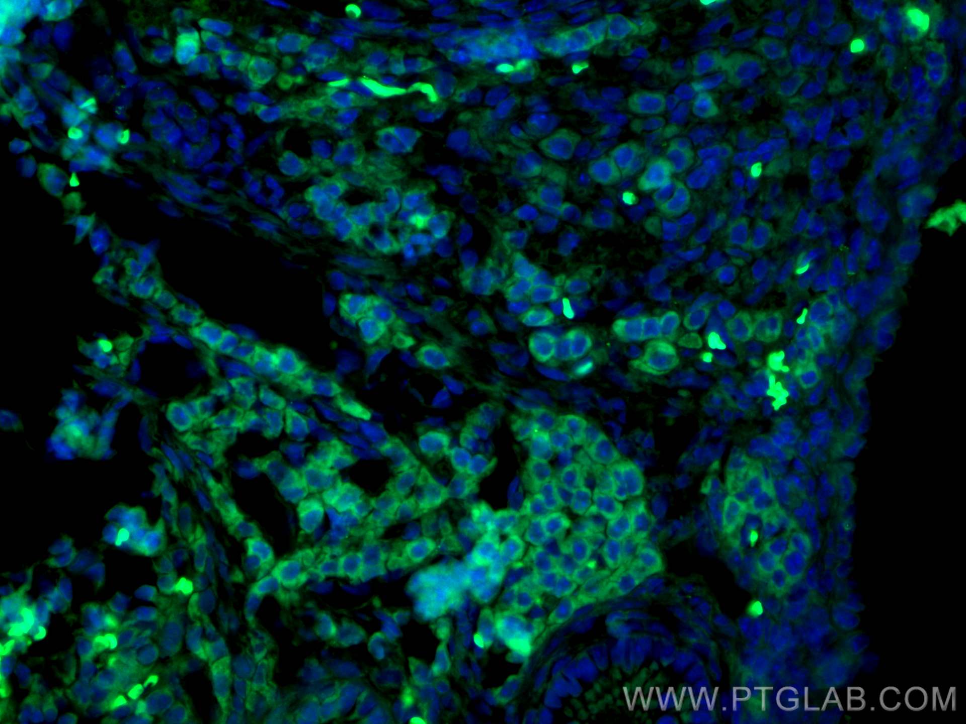 IF Staining of mouse ovary using CL488-23479