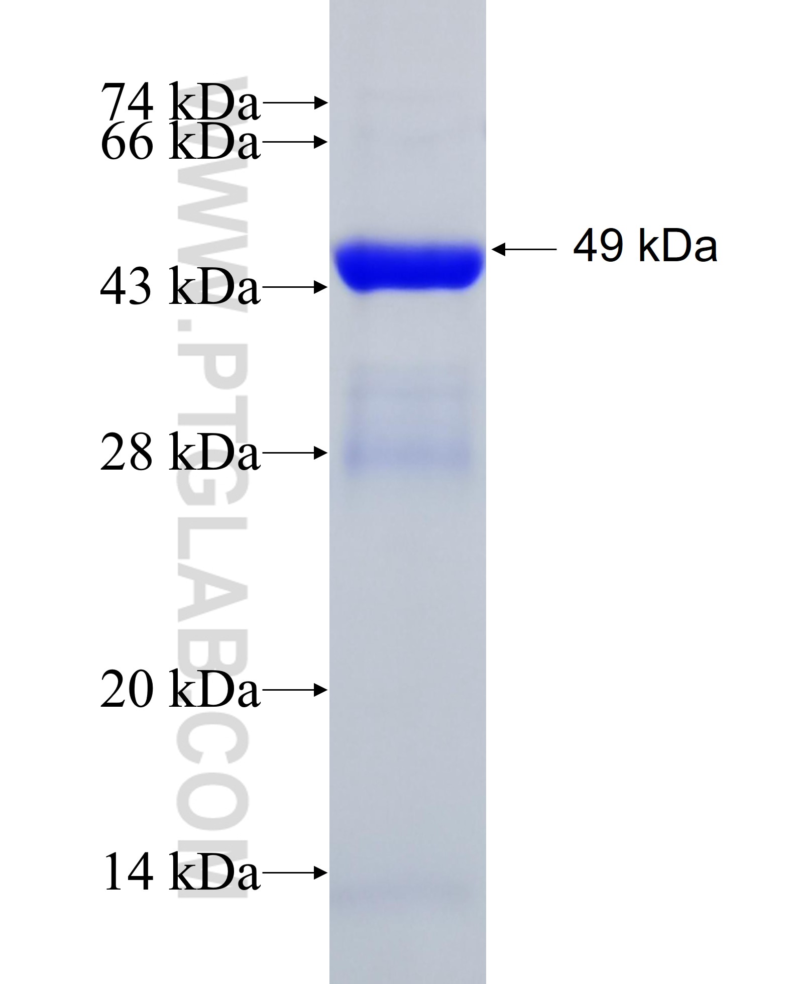 AMN1 fusion protein Ag6257 SDS-PAGE