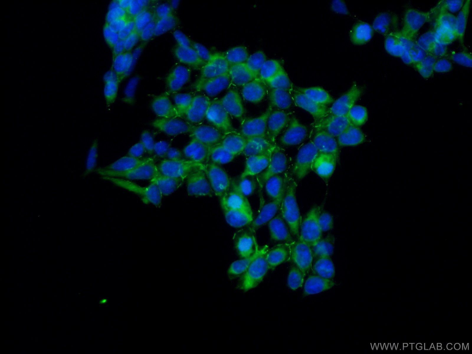 IF Staining of HEK-293 using 24550-1-AP