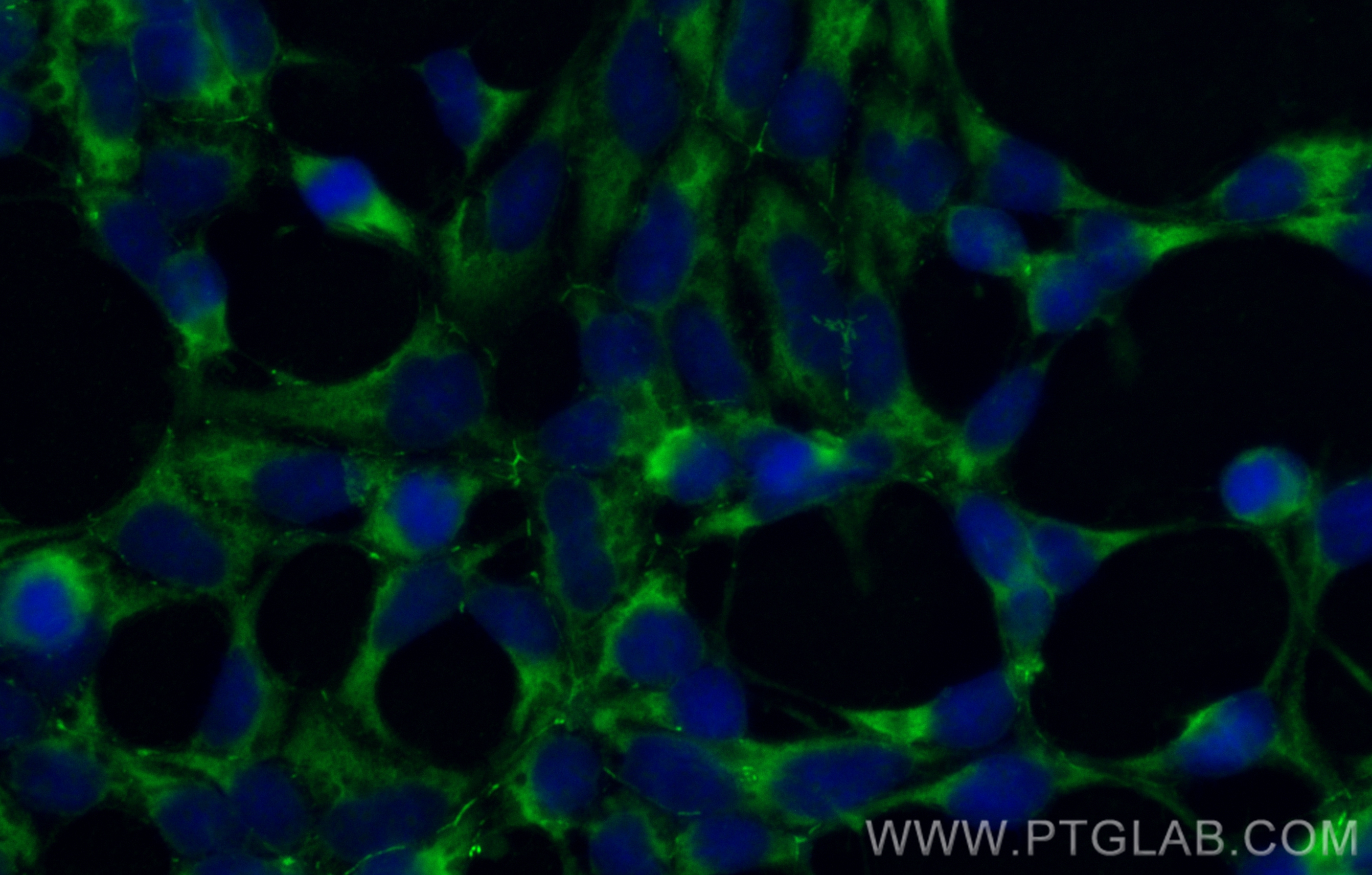 IF Staining of HEK-293 using CL488-24550
