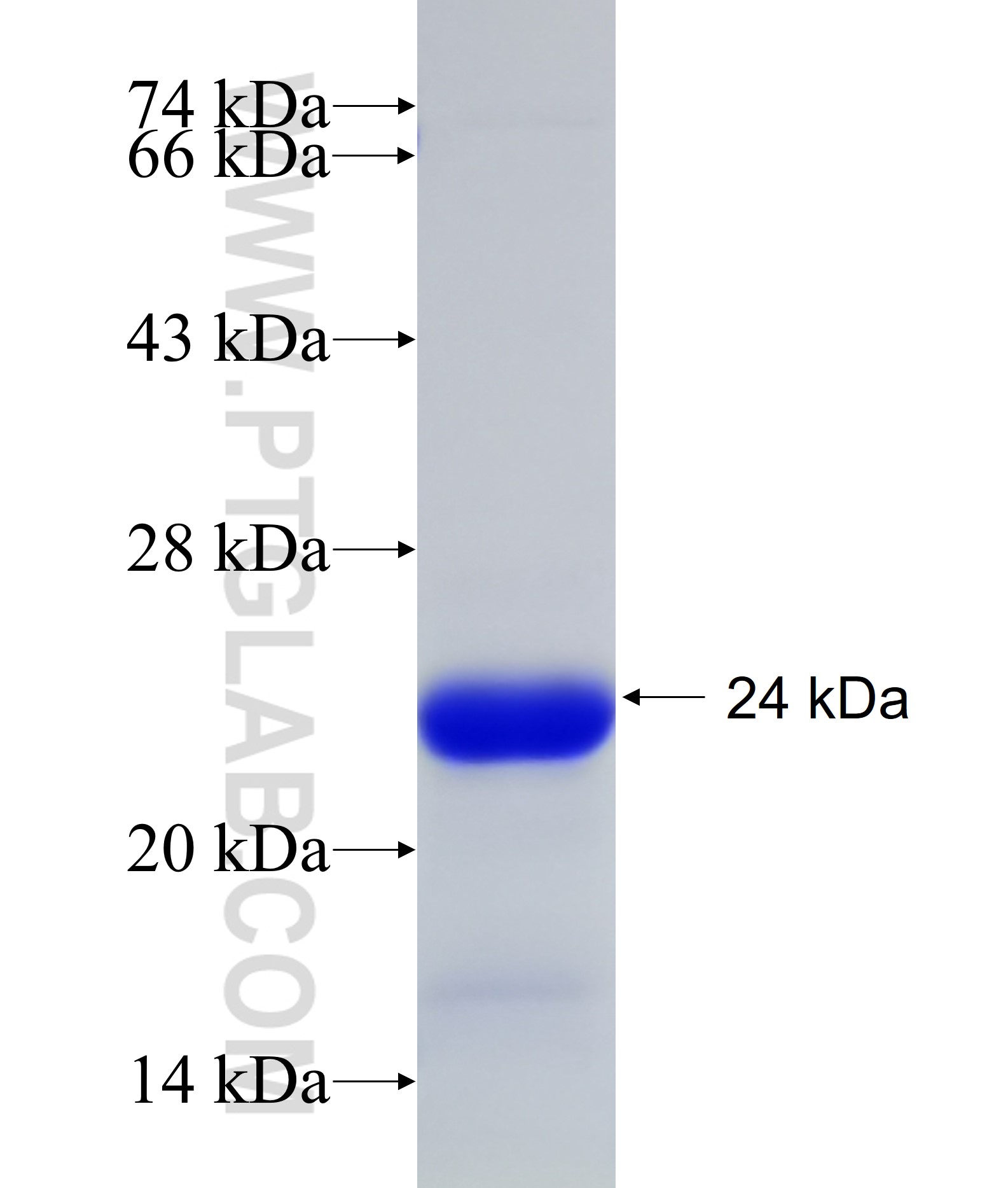 AMOTL2 fusion protein Ag19971 SDS-PAGE