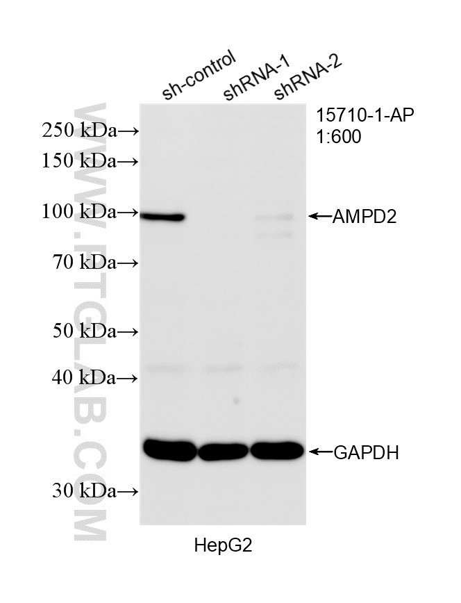 WB analysis of HepG2 using 15710-1-AP