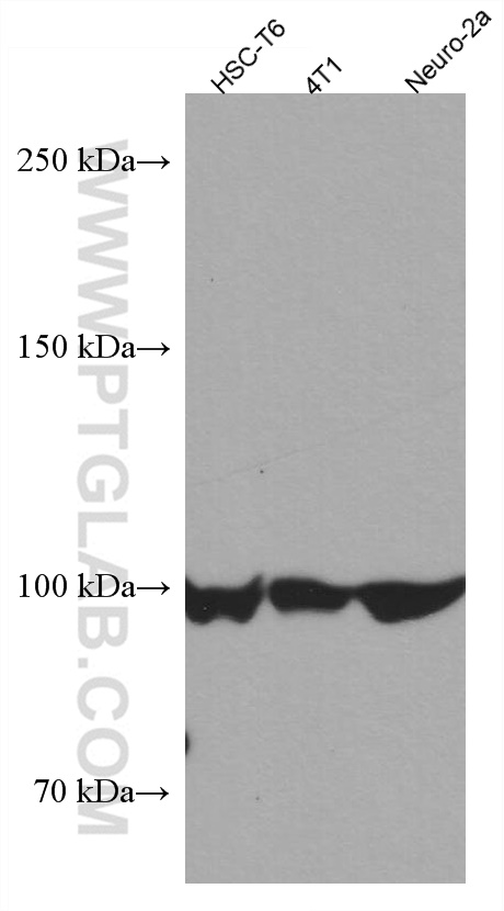 WB analysis using 67430-1-Ig