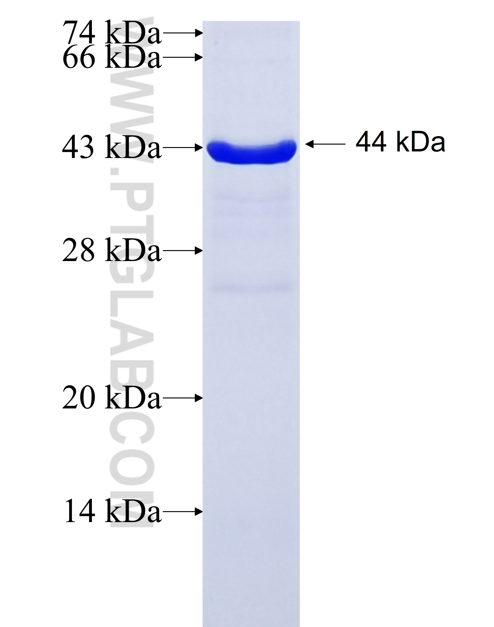 AMPD2 fusion protein Ag8433 SDS-PAGE