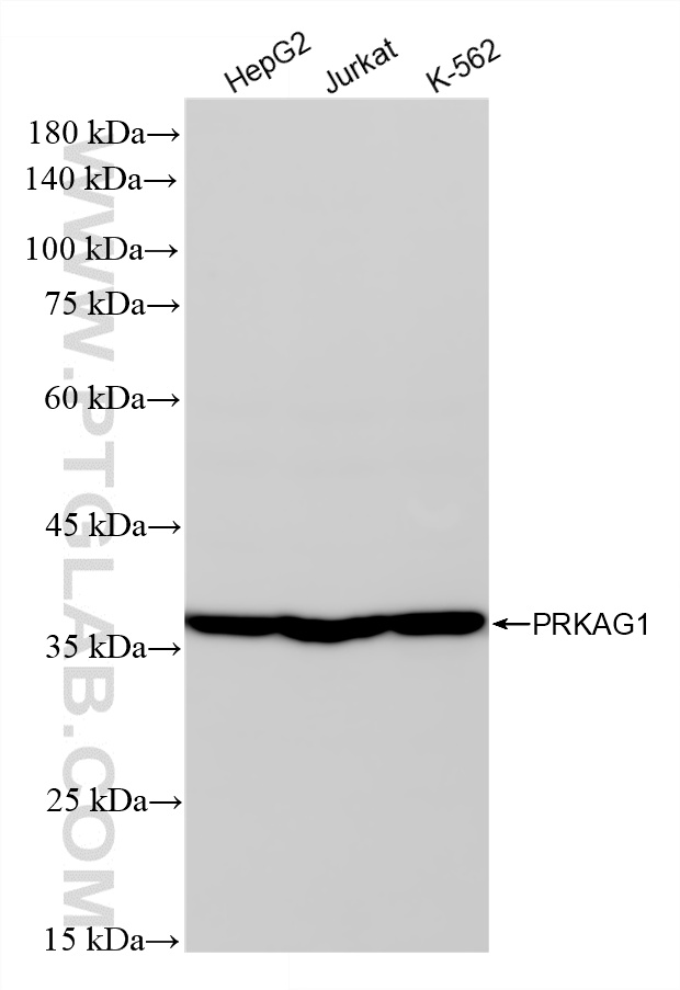 WB analysis using 88030-2-RR WB analysis using 88030-2-RR
