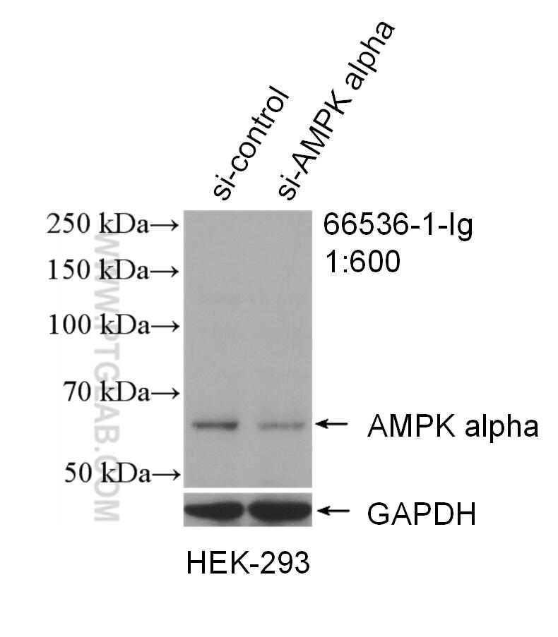 WB analysis of HEK-293 using 66536-1-Ig