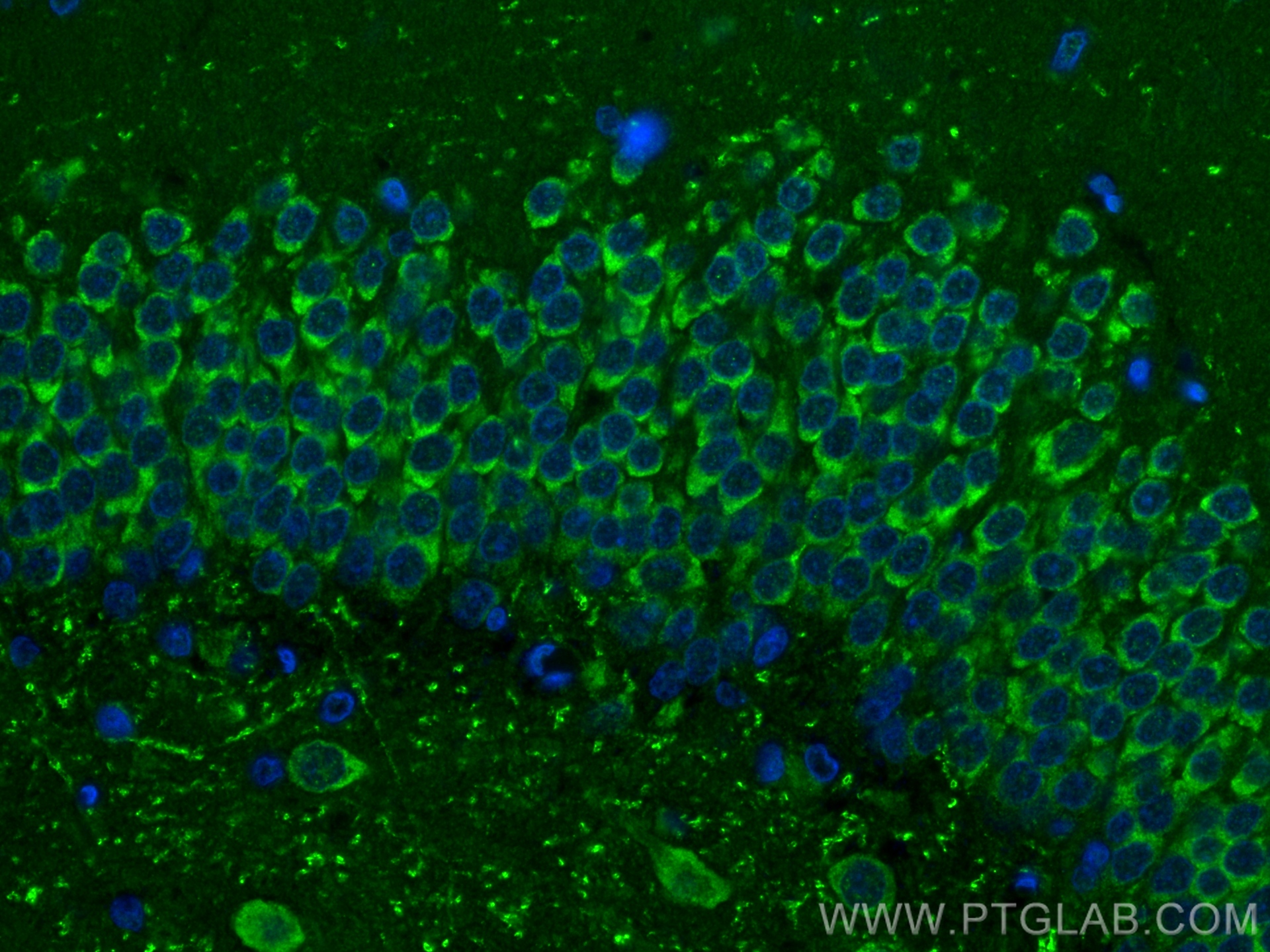 IF Staining of rat brain using 80209-5-RR