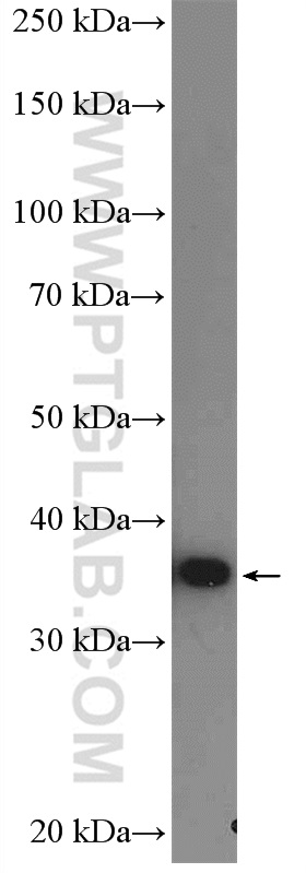 WB analysis of Jurkat using 26907-1-AP