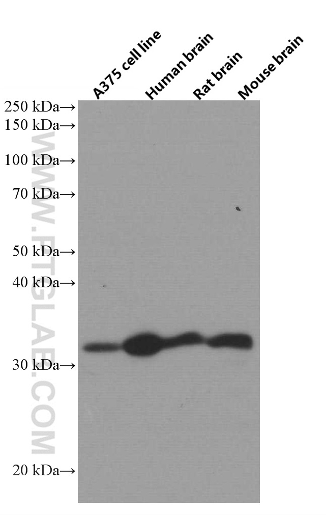 WB analysis using 66579-1-Ig