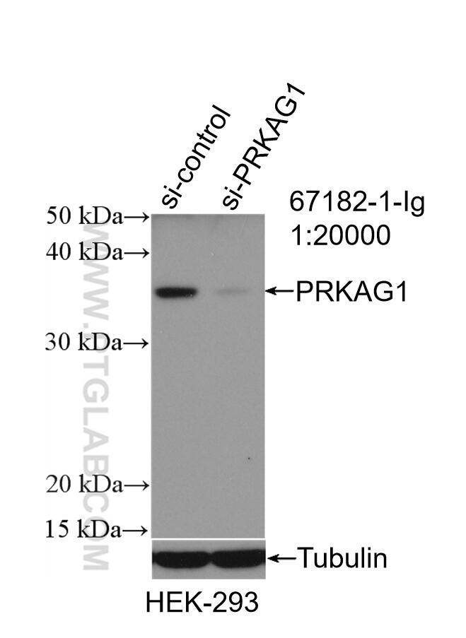 WB analysis of HEK-293 using 67182-1-Ig