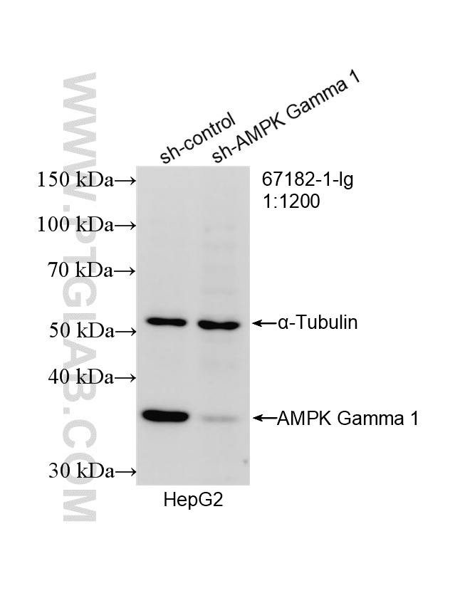 WB analysis of HepG2 using 67182-1-Ig WB analysis of HepG2 using 67182-1-Ig