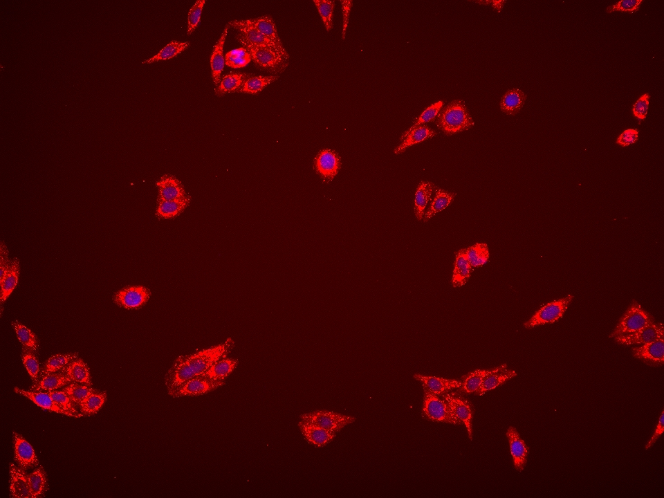 IF Staining of HepG2 using 67532-1-Ig (same clone as 67532-1-PBS)