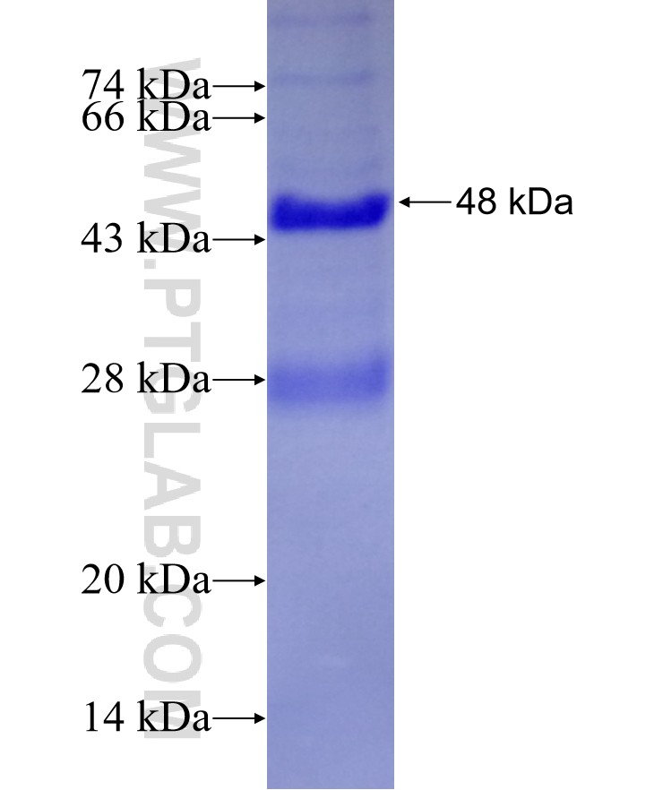 AMT fusion protein Ag26629 SDS-PAGE