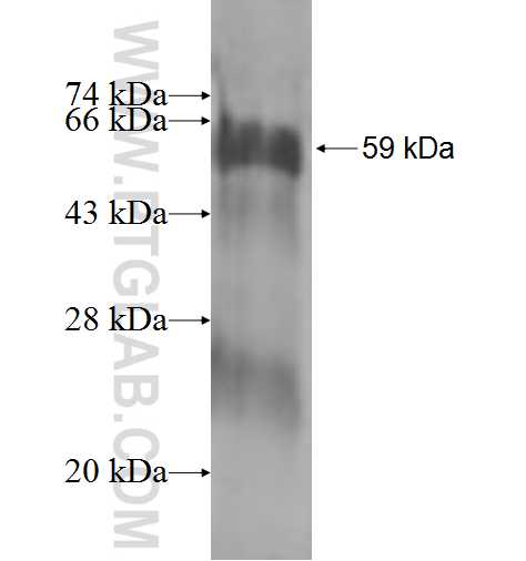 AMT fusion protein Ag0990 SDS-PAGE