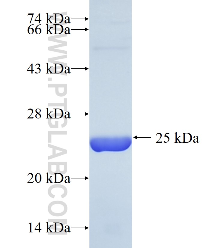 AMTN fusion protein Ag36763 SDS-PAGE