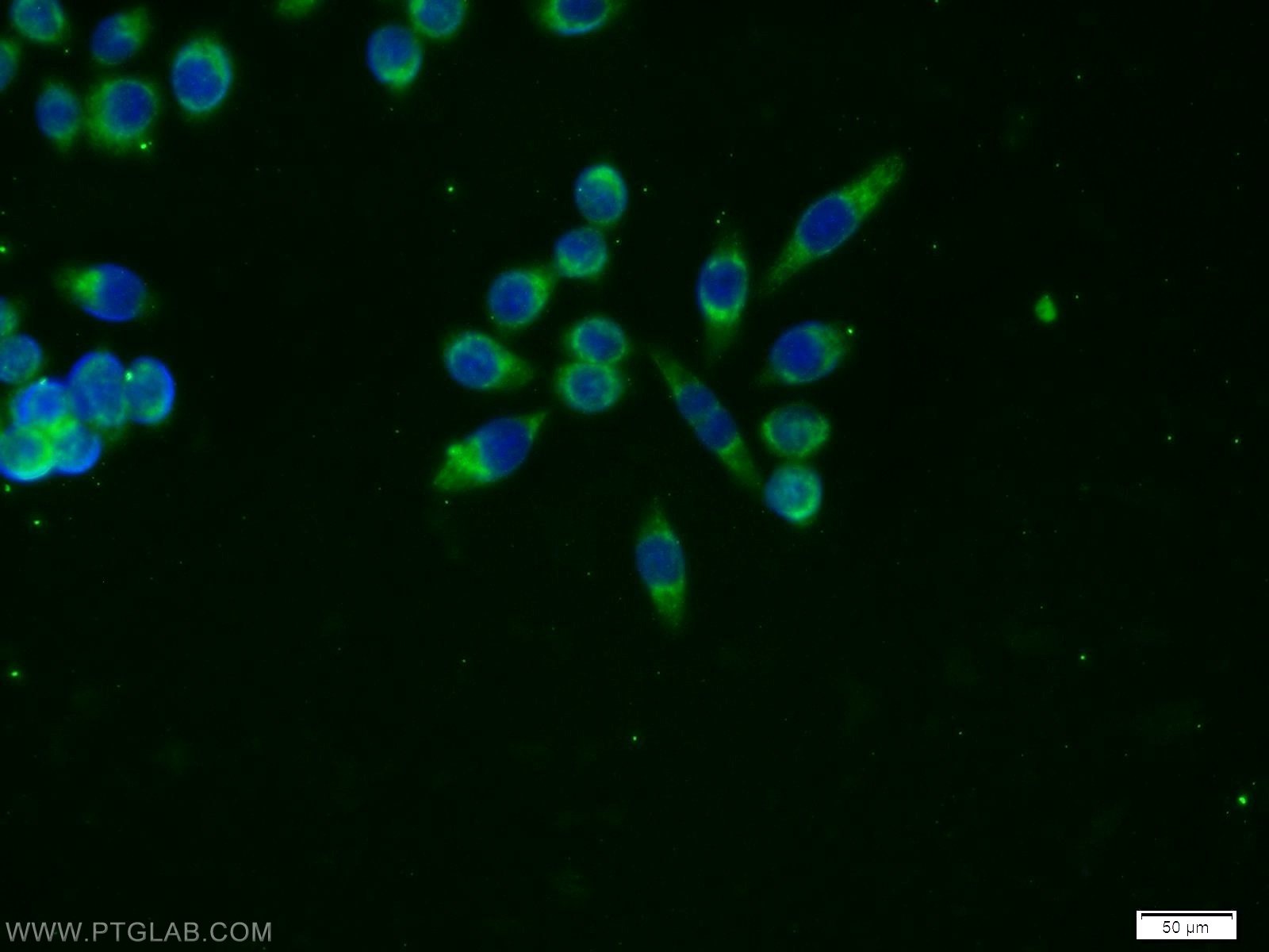 IF Staining of BxPC-3 using 66133-1-Ig