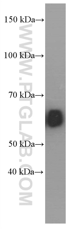 Amylase Alpha