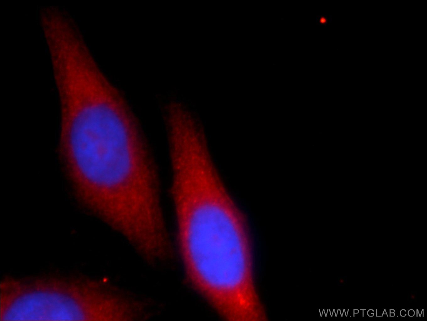 IF Staining of HepG2 using 24484-1-AP