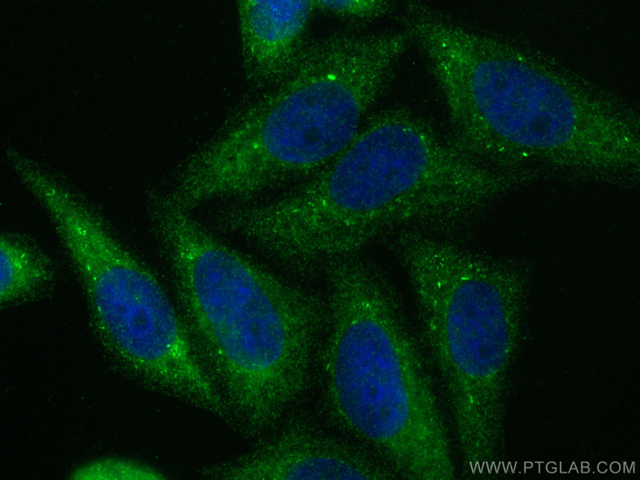 IF Staining of HepG2 using 24484-1-AP