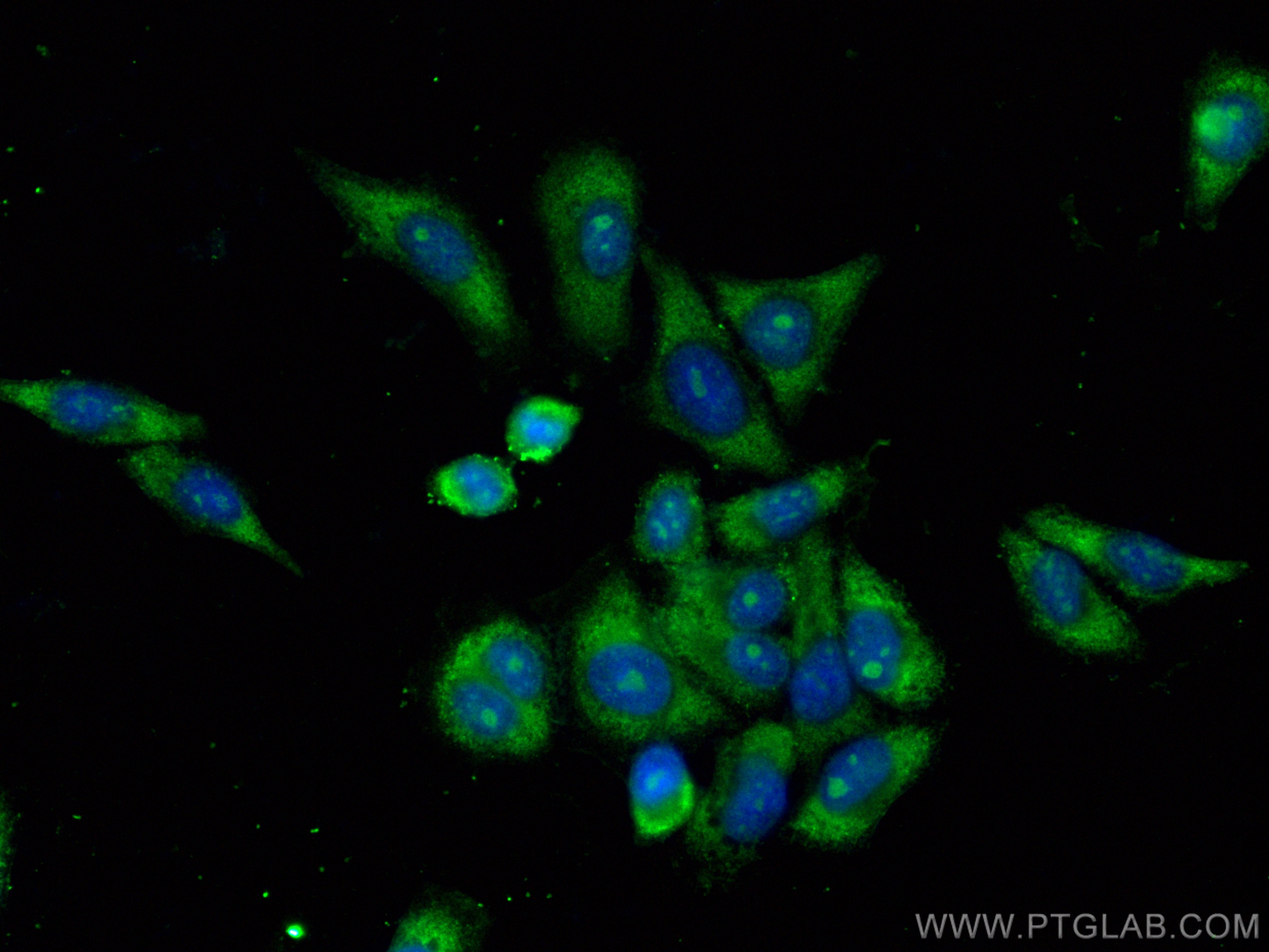 IF Staining of HepG2 using CL488-16664