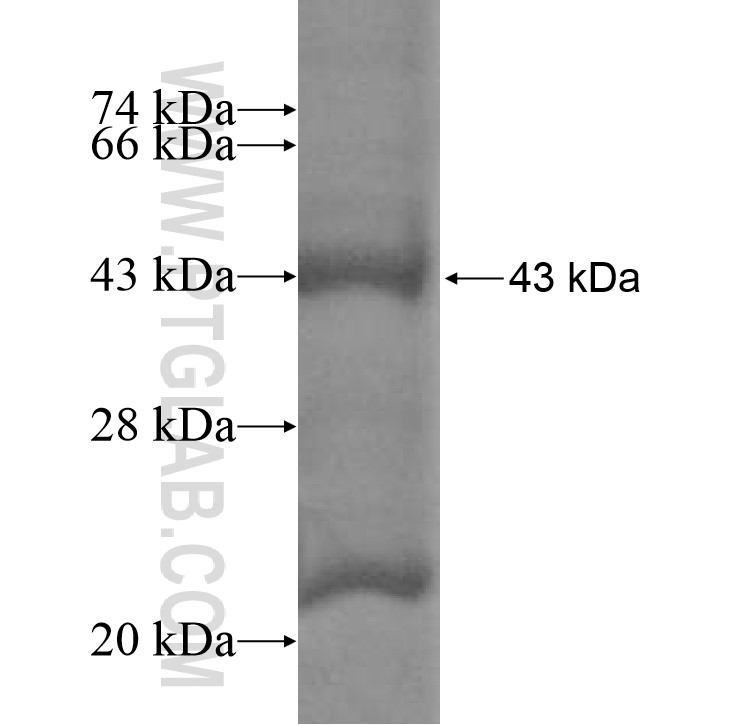 AMZ2 fusion protein Ag9933 SDS-PAGE AMZ2 fusion protein Ag9933 SDS-PAGE
