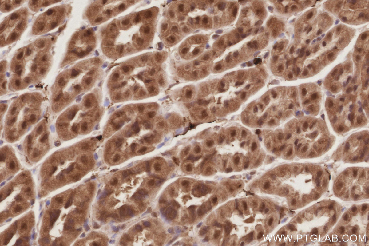 IHC staining of mouse stomach using 21748-1-AP
