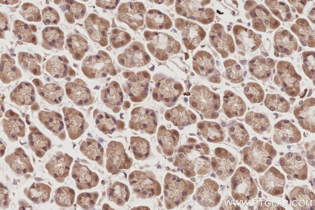 IHC staining of rat stomach using 21748-1-AP