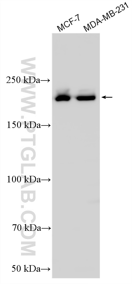 WB analysis using 21748-1-AP