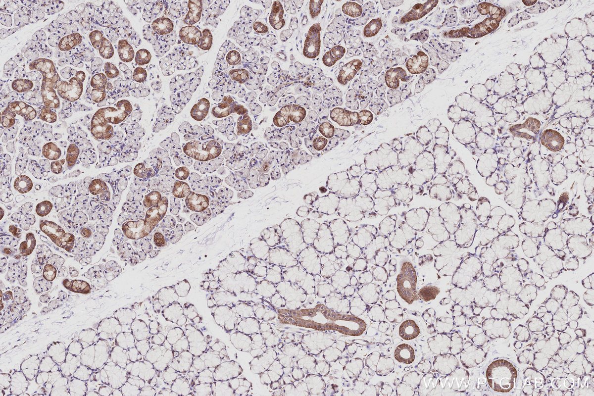 IHC staining of rat salivary gland using 15788-1-AP