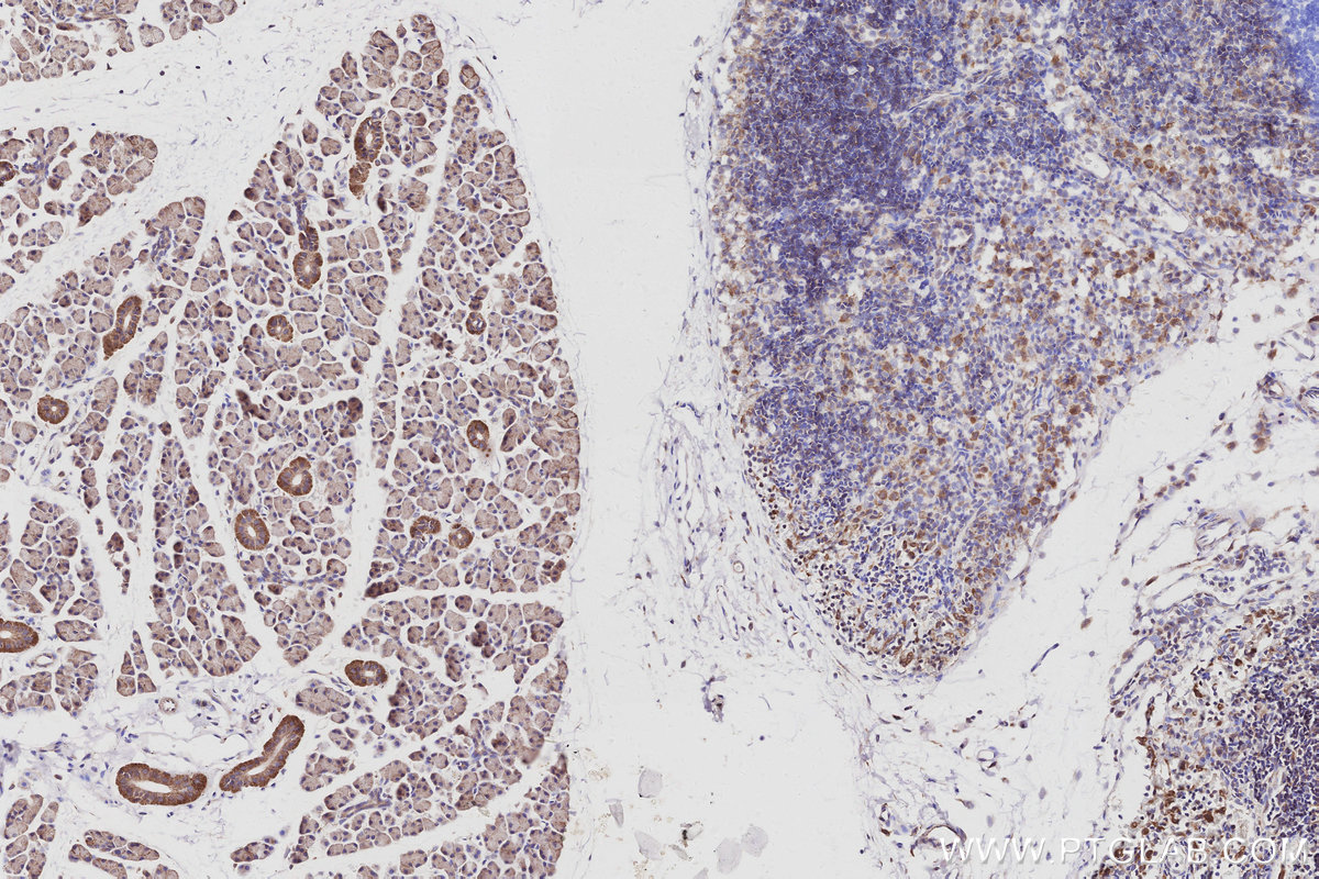 IHC staining of rat salivary gland using 15788-1-AP
