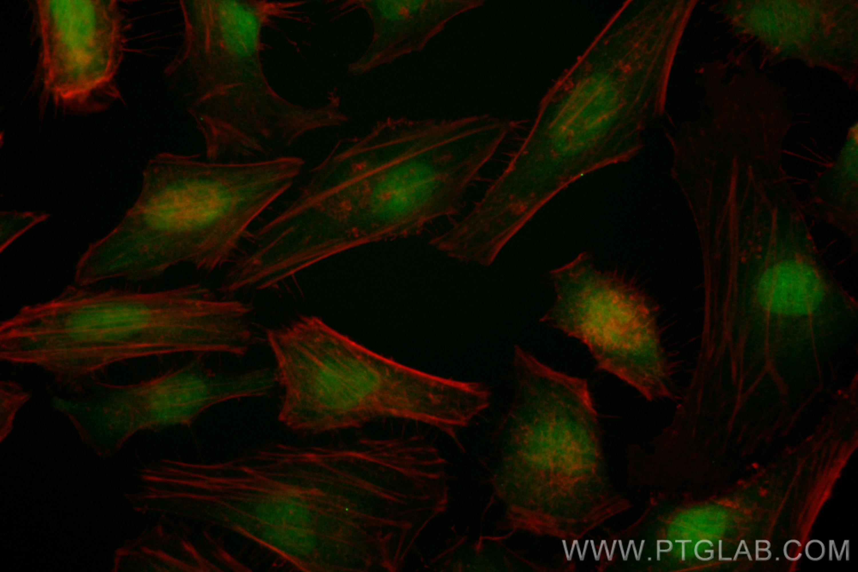 IF Staining of HeLa using CL488-83570-4
