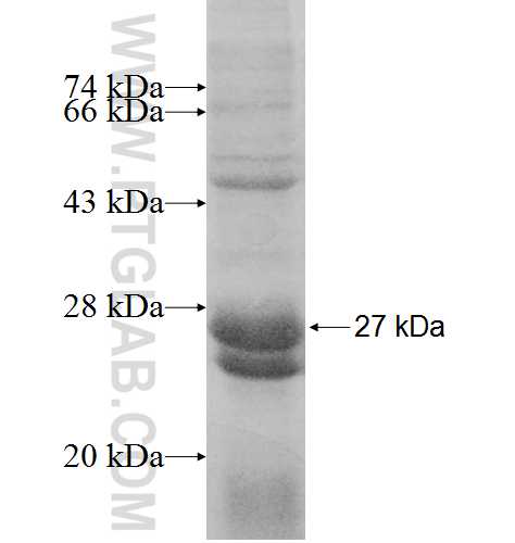 ANAPC10 fusion protein Ag8802 SDS-PAGE ANAPC10 fusion protein Ag8802 SDS-PAGE