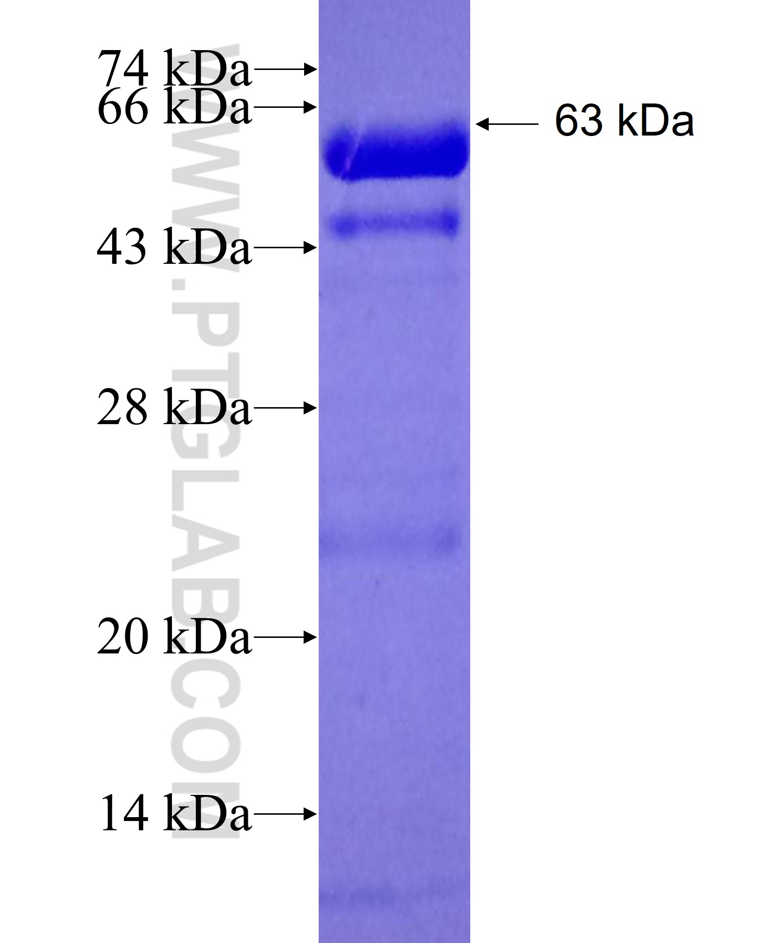 ANAPC5 fusion protein Ag6688 SDS-PAGE