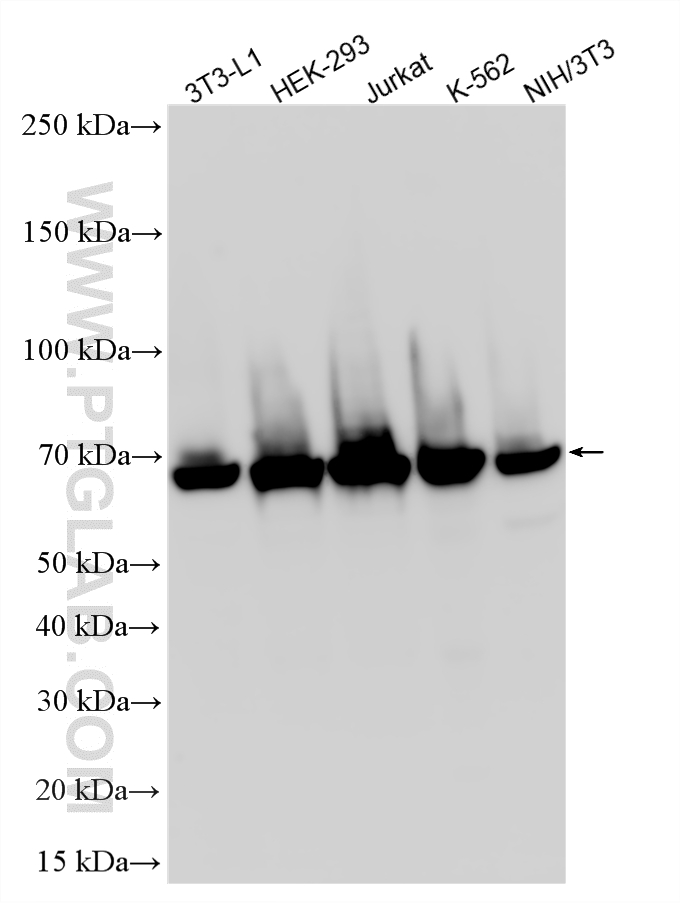 WB analysis using 21761-1-AP